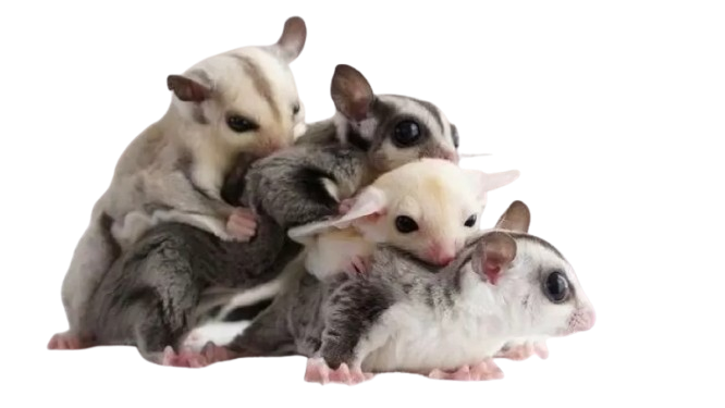 sg hd web 1 removebg preview